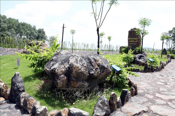 Thân cây hóa thạnh, niên đại 30 triệu năm, được tìm thấy trong quá trình khai thác than tại trũng Na Dương, huyện Lộc Bình. Ảnh: Văn Đạt - TTXVN