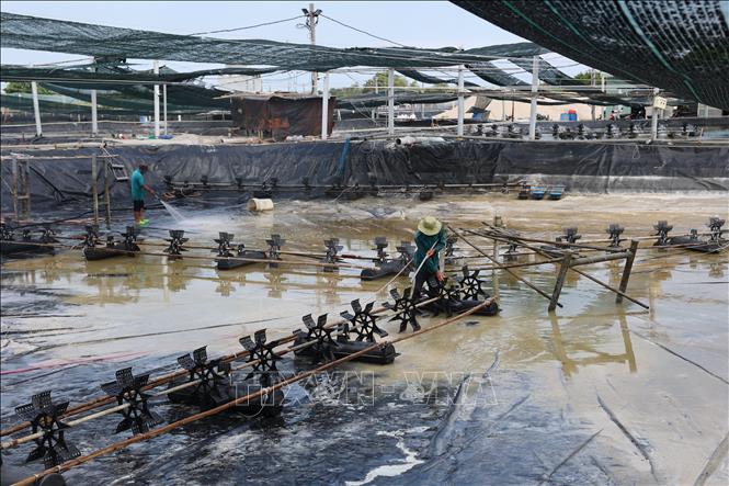 Sau khi rắc vôi bột cùng thuốc diệt vi khuẩn được ngâm trong ao nuôi vài ngày sẽ được người nuôi xả và rửa sạch, phơi hồ trước khi vào thả vụ mới. Ảnh: Hoàng Nhị - TTXVN