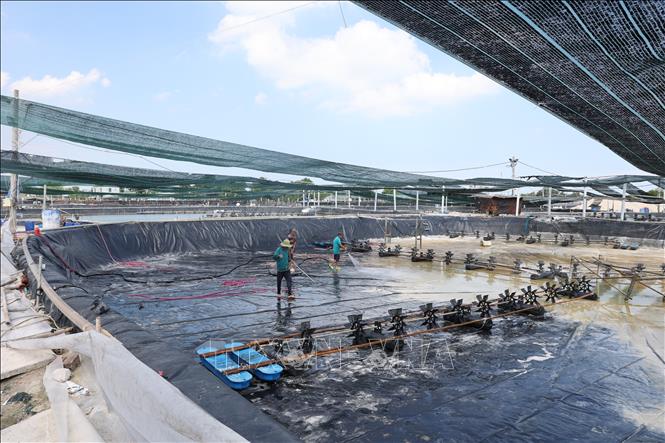Vệ sinh ao nuôi trước khi thả tôm lứa mới tại trang trại nuôi tôm của gia đình ông Phan Văn Đức, xã Phước Hội, huyện Long Đất. Ảnh: Hoàng Nhị - TTXVN