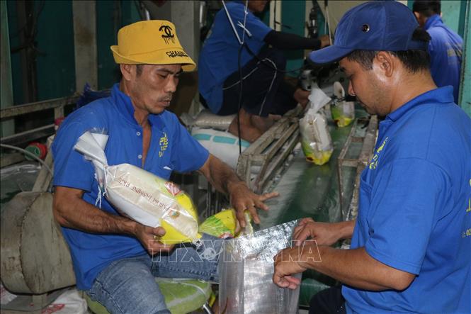 Công nhân Công ty TNHH Phước Thành II, phường Tân Khánh, TP Tân An (tỉnh Long An), đóng gói gạo xuất khẩu. Ảnh: Thanh Bình -TTXVN