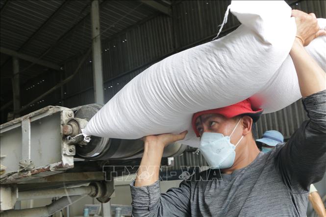 Công nhân Công ty TNHH Hoàng Gia Nhật Quang, xã Bình Thạnh, huyện Thủ Thừa (tỉnh Long An), khuân vác gạo xuất khẩu. Ảnh: Thanh Bình -TTXVN 