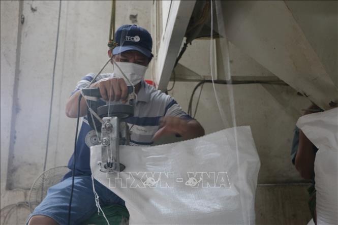 Công nhân Công ty TNHH Hoàng Gia Nhật Quang, xã Bình Thạnh, huyện Thủ Thừa (tỉnh Long An), đóng gói bao gạo xuất khẩu. Ảnh: Thanh Bình -TTXVN