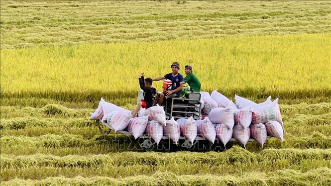 Nông dân An Giang chở lúa thu hoạch về nhà máy sấy. Ảnh: Thanh Sang-TTXVN