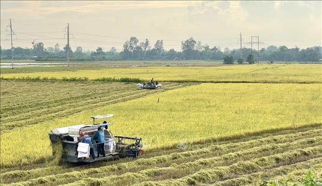 Nông dân xã An Hảo, thị xã Tịnh Biên, An Giang, thu hoạch sớm vụ lúa Hè Thu. Ảnh: Thanh Sang-TTXVN
