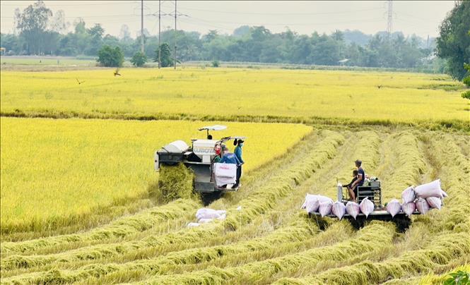 Nông dân xã An Hảo, thị xã Tịnh Biên, An Giang thu hoạch lúa Hè Thu sớm trong điều kiện thời tiết thuận lợi. Ảnh: Thanh Sang-TTXVN
