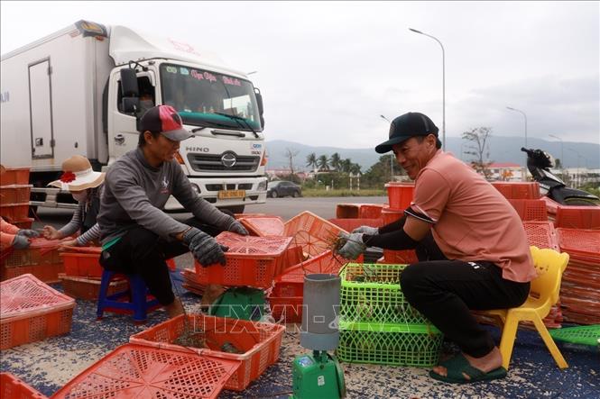 Do chưa được phép xây dựng nên bên trong Khu đô thị Bắc Lục Khẩu hay còn gọi là Khu đô thị Vịnh Xuân Đài trở thành nơi mua bán tôm hùm của người dân địa phương. Ảnh: Xuân Triệu - TTXVN
