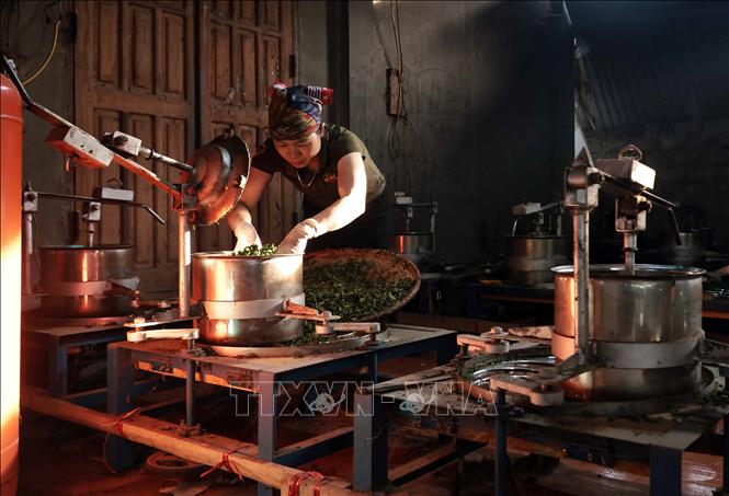 HTX Nông sản Liên Minh, huyện Võ Nhai, tỉnh Thái Nguyên ổn định việc làm cho hàng trăm hội viên. Ảnh: Trần Việt - TTXVN