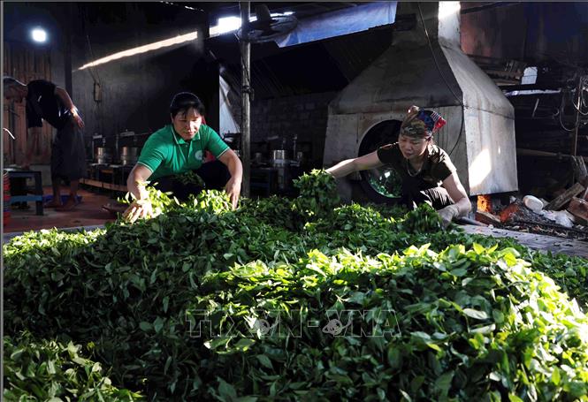 HTX Nông sản Liên Minh, huyện Võ Nhai, tỉnh Thái Nguyên ổn định việc làm cho hàng trăm hội viên. Ảnh: Trần Việt - TTXVN