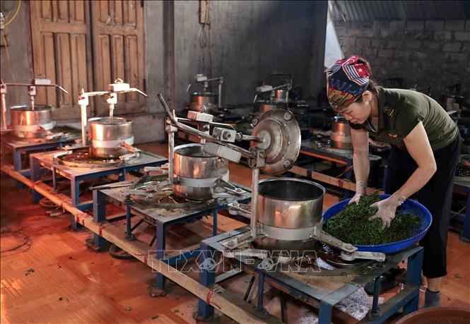HTX Nông sản Liên Minh, huyện Võ Nhai, tỉnh Thái Nguyên ổn định việc làm cho hàng trăm hội viên. Ảnh: Trần Việt - TTXVN