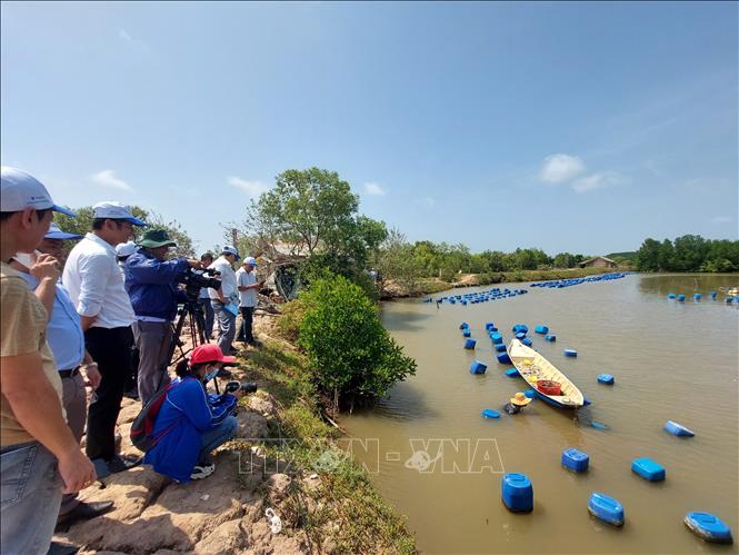 Du khách được tìm hiểu, trải nghiệm nghề nuôi hàu đá ở xã biển Thạnh Hải, huyện Thạnh Phú, tỉnh Bến Tre. Ảnh: Chương Đài - TTXVN 