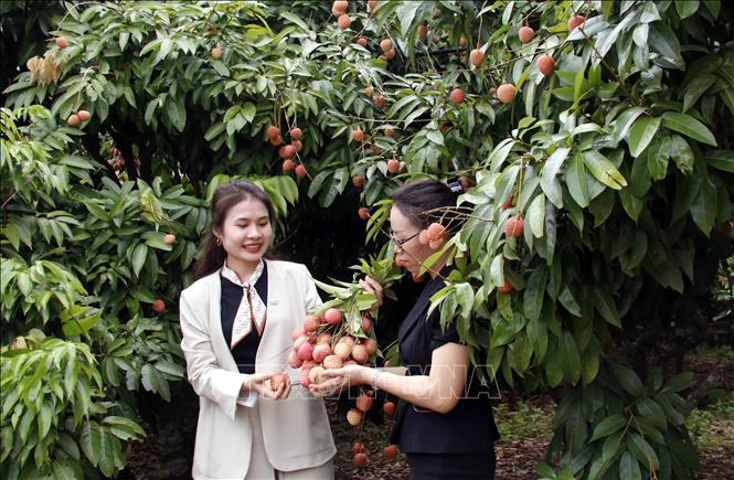 Visitors enjoy picking fresh lychees at a lychee garden in Luc Ngan district. VNA Photo: Đồng Thúy