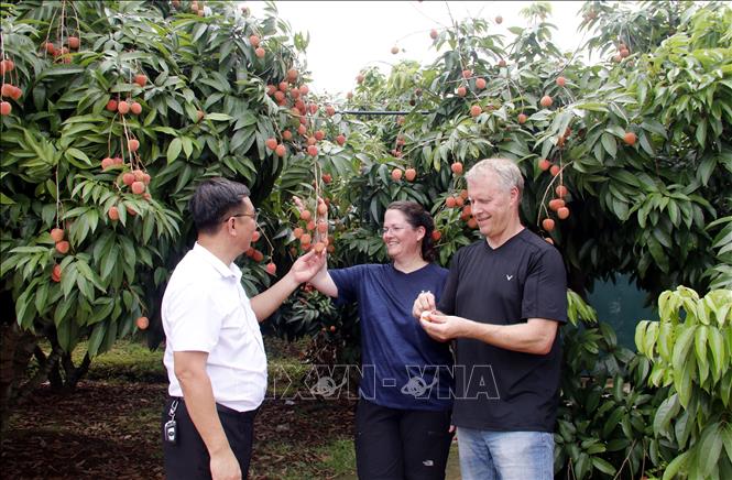 Foreign visitors enjoy picking lychee experience. VNA Photo: Đồng Thúy