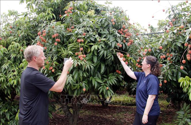 Foreign visitors pose for a photos with fresh lychees. VNA Photo: Đồng Thúy