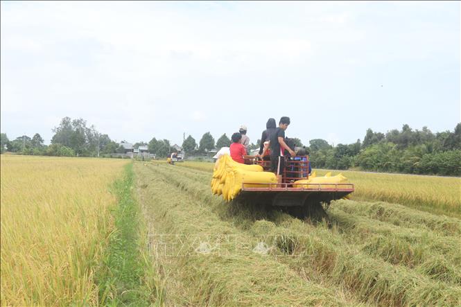 Lúa tươi được thương lái thu mua tại ruộng. Ảnh: Thu Hiền - TTXVN