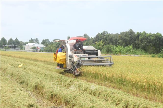 Do thời tiết mưa nhiều nên giá dịch vụ cắt lúa ở những thửa ruộng bị ngã đổ tăng thêm, khoảng 270.000 đồng/công, ảnh hưởng đến thu nhập của người trồng lúa. Ảnh: Thu Hiền - TTXVN