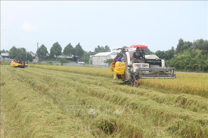 Thu hoạch lúa trên cánh đồng ở huyện Thới Lai. Ảnh: Thu Hiền - TTXVN