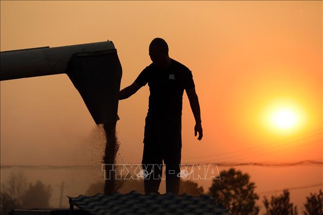 Nông dân thu hoạch lúa mì trên cánh đồng ở Hà Nam, Trung Quốc ngày 28/5/2025. Ảnh: THX/TTXVN