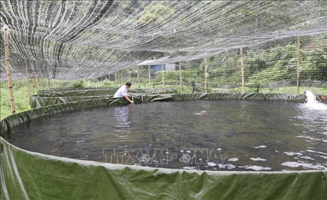 Bể nuôi cá tầm của gia đình ông Trần Văn Tí tại xóm Trung Sơn, xã Thần Sa (Võ Nhai, Thái Nguyên). Ảnh: Hoàng Nguyên - TTXVN