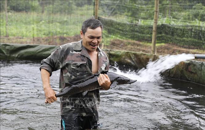 Ông Trần Văn Tí thu hoạch cá tầm. Ảnh: Hoàng Nguyên - TTXVN