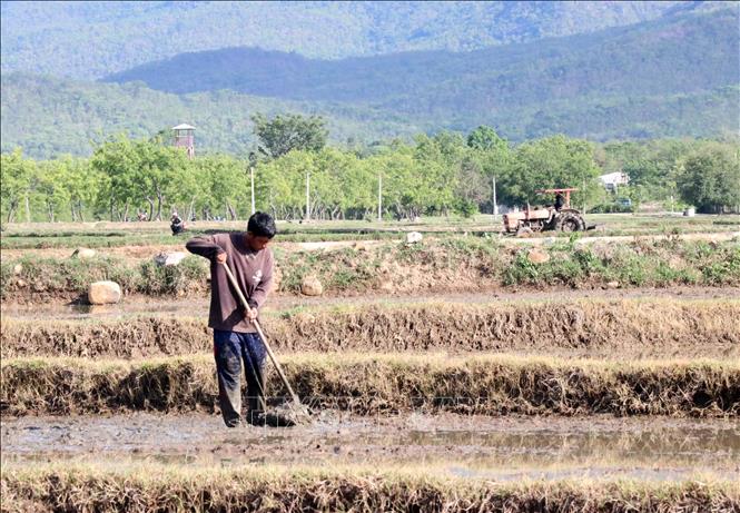 Người dân ở xã Phước Hà (huyện Thuận Nam), nơi đầu nguồn hồ Tân Giang khẩn trương gieo cấy vụ Hè Thu. Ảnh: Công Thử - TTXVN