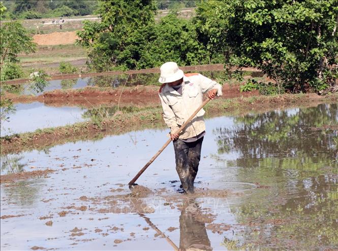 Người dân ở xã Phước Hà (huyện Thuận Nam), nơi đầu nguồn hồ Tân Giang khẩn trương gieo cấy vụ Hè Thu. Ảnh: Công Thử - TTXVN