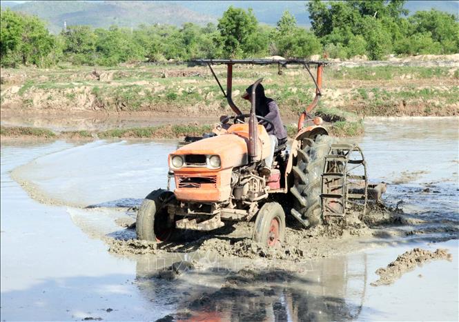 Người dân ở xã Phước Hà (huyện Thuận Nam), nơi đầu nguồn hồ Tân Giang khẩn trương làm đồng gieo cấy vụ Hè Thu. Ảnh: Công Thử - TTXVN