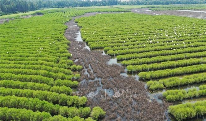 Người dân Nam Trung Bộ đã và đang nỗ lực phục hồi lại vành đai rừng ngập mặn bàu Cá Cái, xã Bình Thuận, tỉnh Quảng Ngãi, bước đầu mang lại hiệu quả, góp phần phục hồi hệ sinh thái bờ biển. Ảnh: TTXVN phát