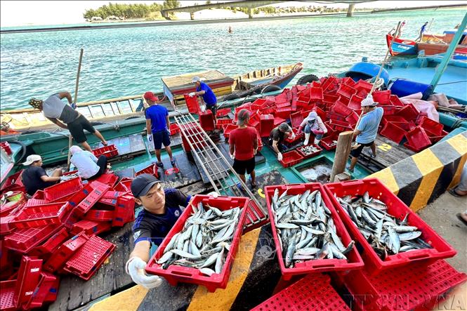 Biển và đại dương là nguồn sống và tạo sinh kế bền vững cho hàng triệu người. Trong ảnh: Ngư dân đưa cá lên bờ sau chuyến biển tại cảng cá Cửa Tùng, huyện Vĩnh Linh, tỉnh Quảng Trị. Ảnh: Nguyên Linh-TTXVN