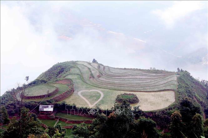 Ruộng bậc thang Xím Vàng nằm ở độ cao hơn 1.500 m so với mực nước biển. Ảnh: Quang Quyết - TTXVN