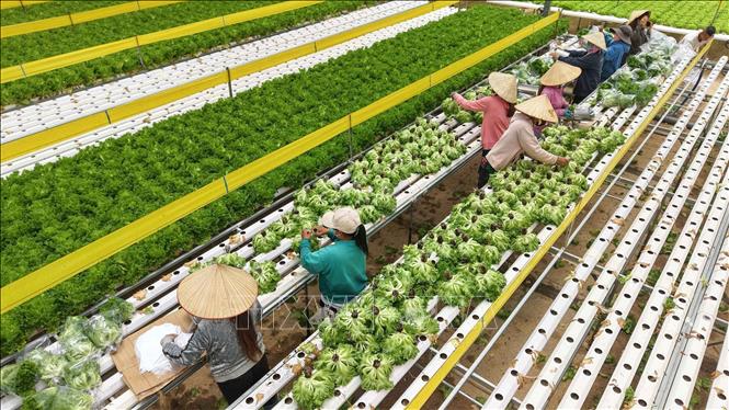 Harvesting vegetables at Langbiang Farming Co. Ltd. VNA Photo: Hoàng Hiếu 
