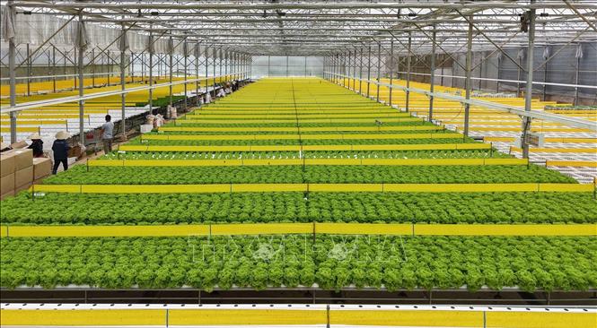 A hydroponic farming model at Langbiang Farming Co. Ltd. VNA Photo: Hoàng Hiếu 