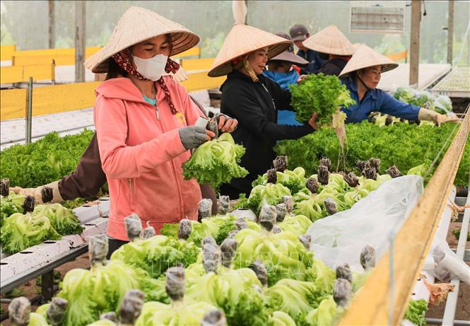 Harvesting hydroponically grown vegetables at Langbiang Farming Co. Ltd. VNA Photo: Hoàng Hiếu 