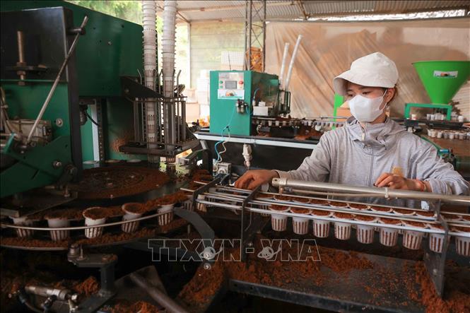 An automatic seeding system at Langbiang Farming Co. Ltd. VNA Photo: Hoàng Hiếu 