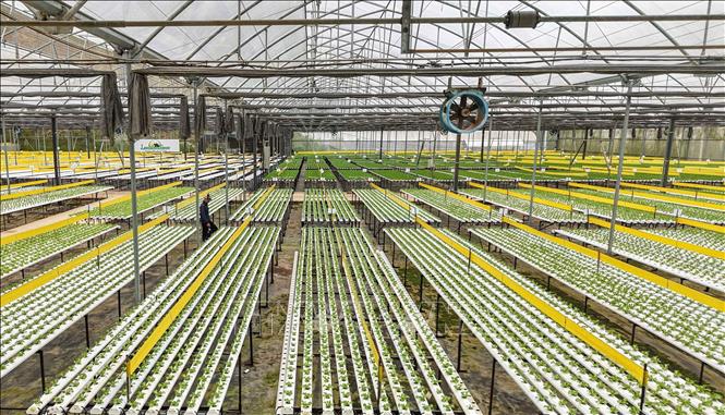 A high tech farming model at the Langbiang Farming Co. Ltd. VNA Photo: Hoàng Hiếu 