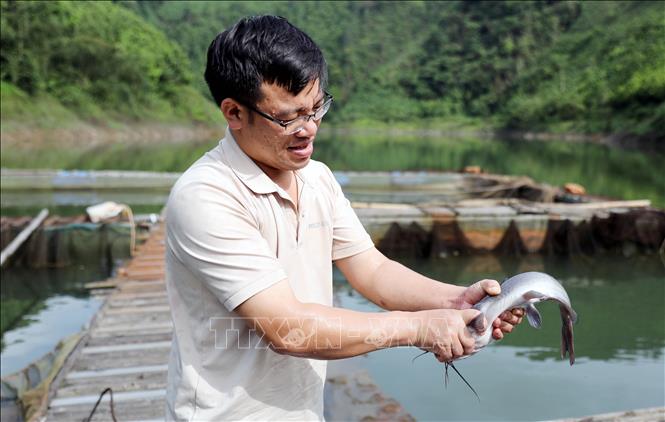 Anh Đinh Văn Mạnh đã thành công với mô hình nuôi cá lồng trên hồ Ngòi Giành, thu nhập bình quân đạt hơn 300 triệu đồng/năm sau khi trừ chi phí. Ảnh: Tạ Toàn – TTXVN