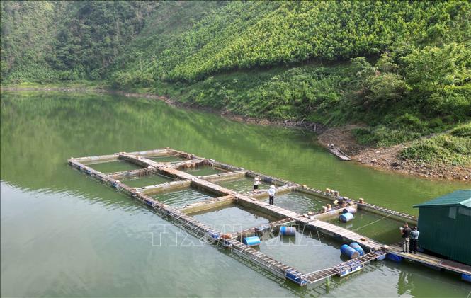 Tận dụng nguồn nước trong và sạch, người dân phát triển nghề nuôi cá lồng trên hồ Ngòi Giành, góp phần nâng cao thu nhập, cải thiện đời sống. Ảnh: Tạ Toàn – TTXVN