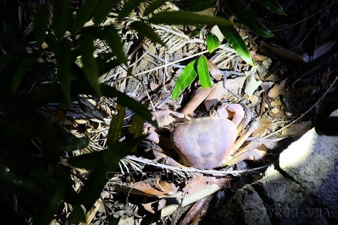 Cua xe tăng có tên khoa học Cardisoma canifex, thuộc họ Cua cạn-Geocarcinidae được tìm thấy nhiều ở Hòn Bảy Cạnh, Vườn Quốc gia Côn Đảo. Ảnh: TTXVN phát