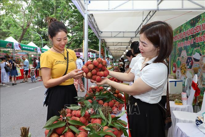 Vải trứng Hưng Yên được nhiều người tiêu dùng quan tâm, lựa chọn. Ảnh: Mạnh Khánh-TTXVN