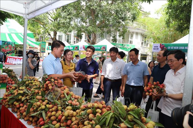 Vải trứng Hưng Yên được nhiều người tiêu dùng quan tâm, lựa chọn. Ảnh: Mạnh Khánh-TTXVN

