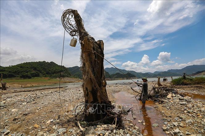 Những thân cây khổng lồ vốn nằm yên dưới lòng hồ mênh mông nước nay 