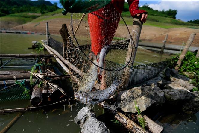 Hiện tại, những hộ nuôi cá lồng tại xã Vầy Nưa mỗi ngày phải ra bè để vớt những con cá bị chết do bị nóng nước và sặc bùn đỏ khi mực nước hồ Hòa Bình xuống thấp. Ảnh: Trọng Đạt-TTXVN