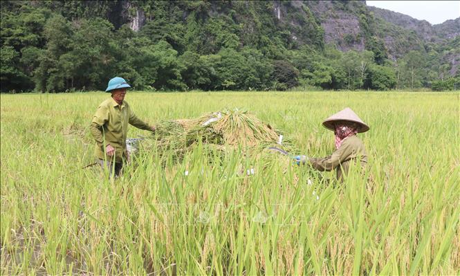 Người dân xã Ninh Hải, thành phố Hoa Lư, tỉnh Ninh Bình thu hoạch lúa trên cánh đồng Tam Cốc. Ảnh: Thùy Dung - TTXVN