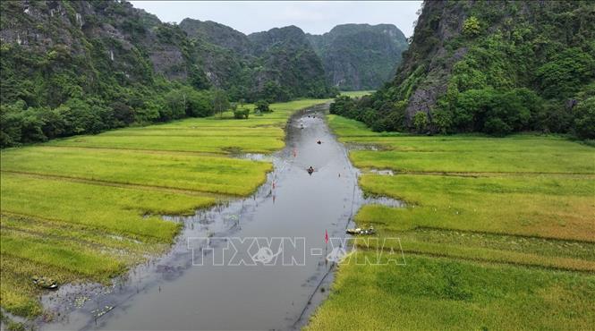 Cánh đồng lúa ở Tam Cốc, xã Ninh Hải, thành phố Hoa Lư (Ninh Bình) vào vụ thu hoạch. Ảnh: Thùy Dung - TTXVN