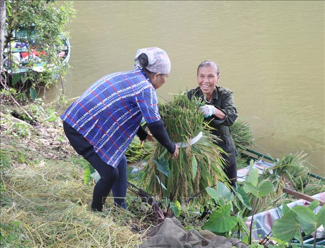 Về với Tam Cốc mùa gặt, du khách được tận mắt chiêm ngưỡng hình ảnh lao động của người dân bản địa. Ảnh: Thùy Dung - TTXVN