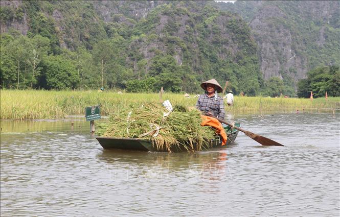 Ngồi đò lướt trên sông Ngô Đồng ngắm đồng ruộng mùa lúa chín và người dân tất bật thu hoạch là một trải nghiệm vô cùng thú vị, hấp dẫn đối với du khách. Ảnh: Thùy Dung - TTXVN