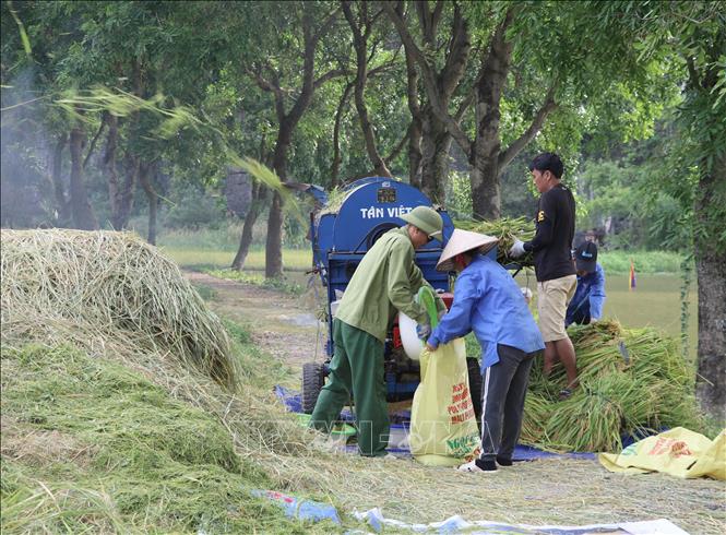 Về với Tam Cốc mùa gặt, du khách được tận mắt chiêm ngưỡng hình ảnh lao động của người dân trên địa bàn. Ảnh: Thùy Dung - TTXVN