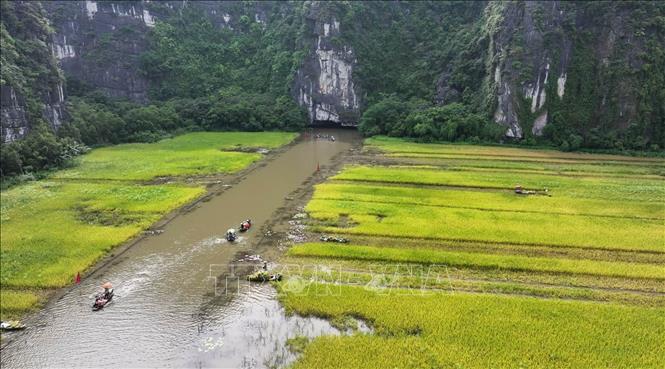Cánh đồng lúa ở Tam Cốc, xã Ninh Hải, thành phố Hoa Lư, tỉnh Ninh Bình, vào vụ thu hoạch. Ảnh: Thùy Dung - TTXVN