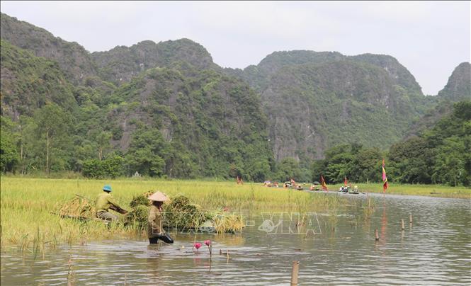 Ngồi đò lướt trên sông Ngô Đồng ngắm đồng ruộng mùa lúa chín và người dân tất bật thu hoạch là một trải nghiệm vô cùng thú vị, hấp dẫn đối với du khách. Ảnh: Thùy Dung - TTXVN