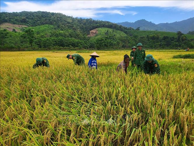Cán bộ, chiến sĩ Đồn Biên phòng Cửa khẩu Quốc tế Cha Lo giúp dân gặt lúa. Ảnh: TTXVN phát