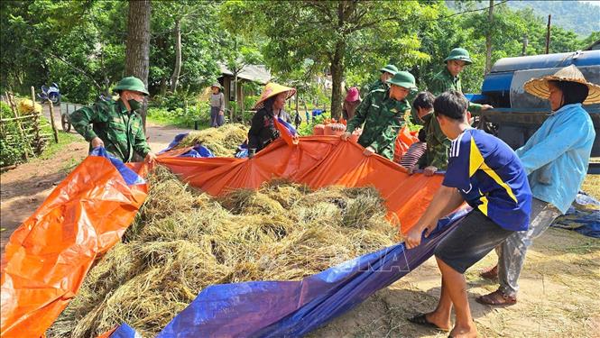 Cán bộ, chiến sĩ Đồn Biên phòng Cửa khẩu Quốc tế Cha Lo giúp dân thu hoạch lúa. Ảnh: TTXVN phát